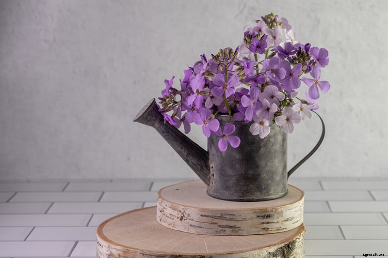 How to Grow and Care for Dame’s Rocket