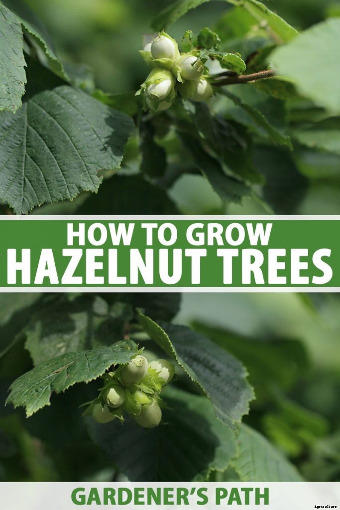 How to Grow Hazelnut Trees