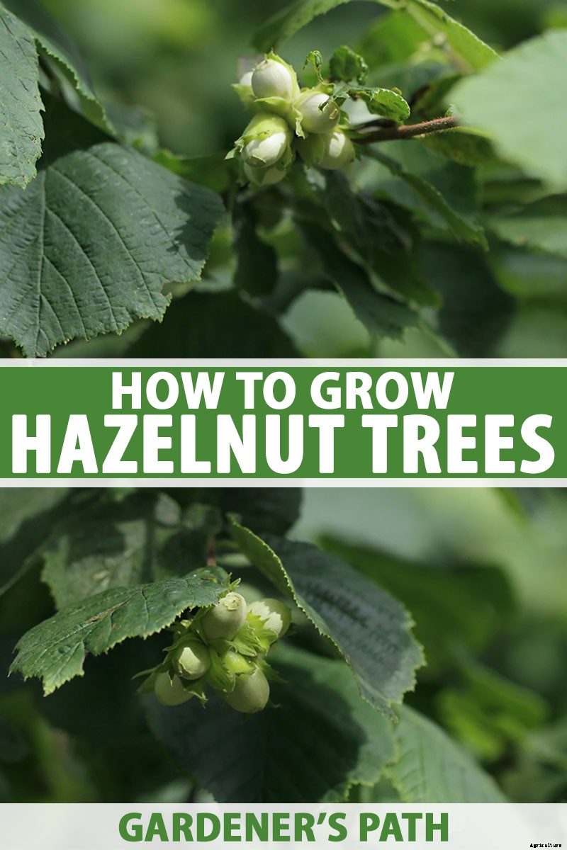 How to Grow Hazelnut Trees