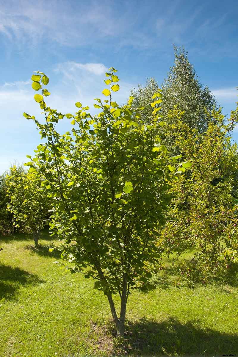 How to Grow Hazelnut Trees