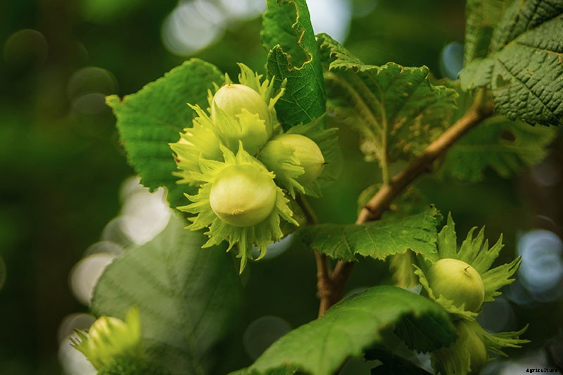 How to Grow Hazelnut Trees