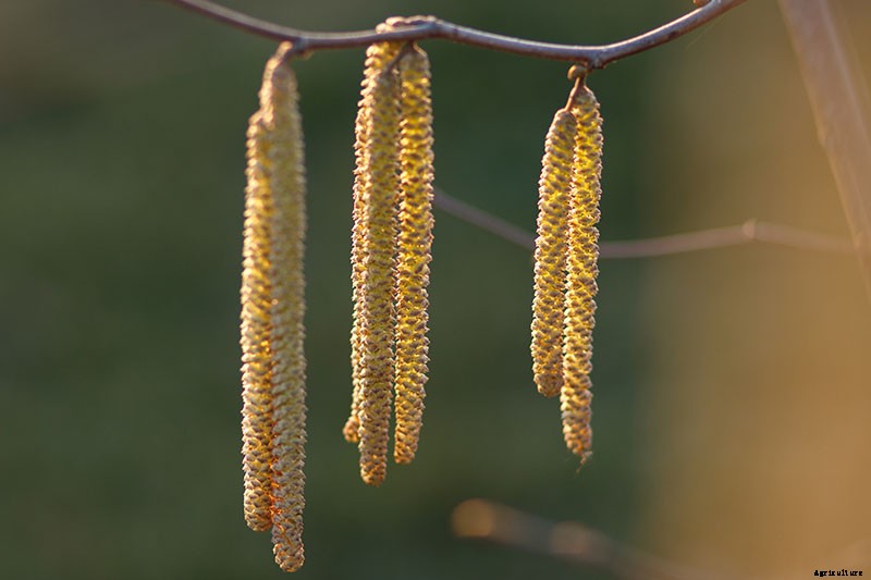 How to Grow Hazelnut Trees