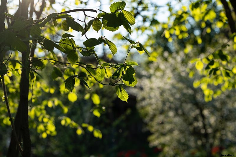 How to Grow Hazelnut Trees