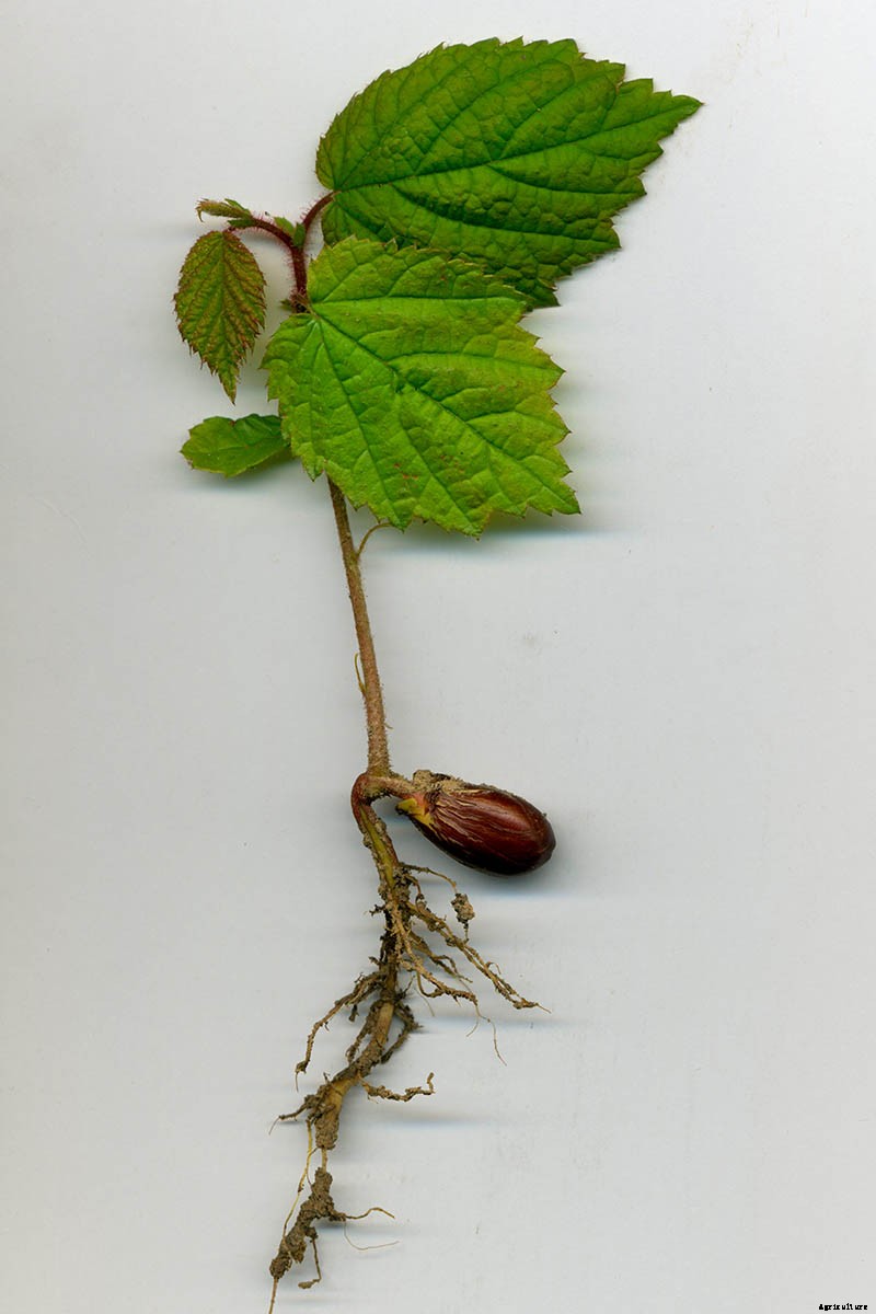How to Grow Hazelnut Trees