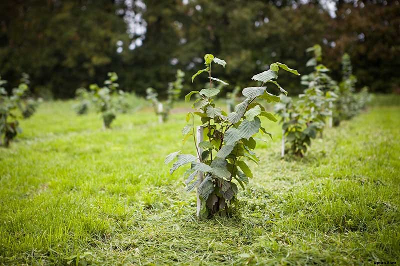 How to Grow Hazelnut Trees