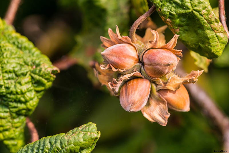 How to Grow Hazelnut Trees