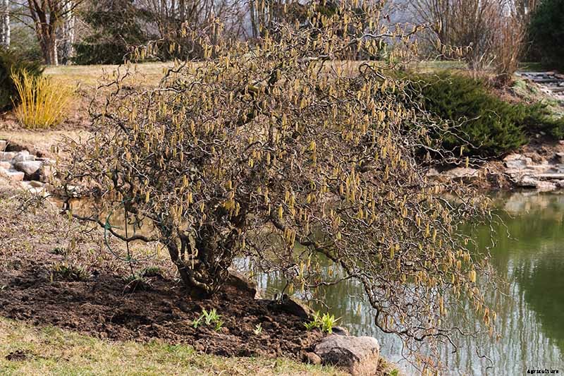 How to Grow Hazelnut Trees