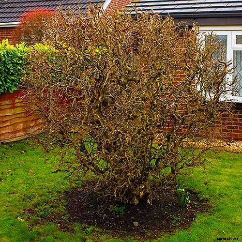 How to Grow Hazelnut Trees