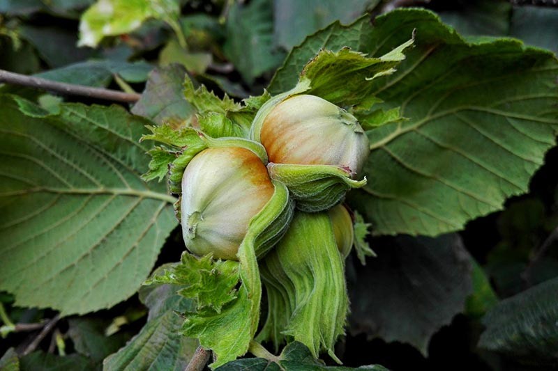 How to Grow Hazelnut Trees