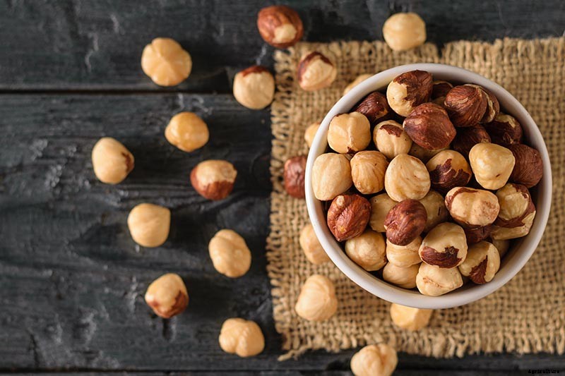 How to Grow Hazelnut Trees