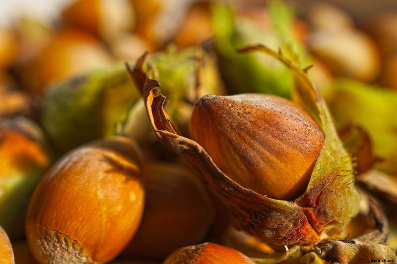 How to Grow Hazelnut Trees
