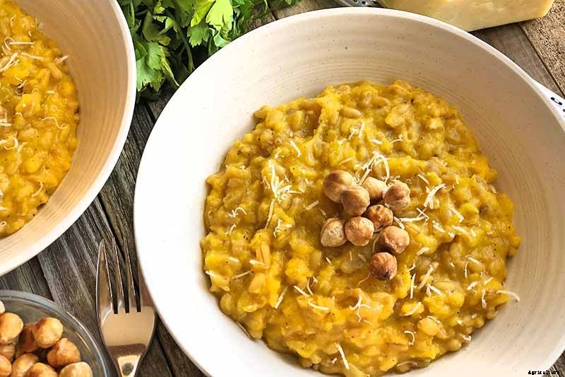 How to Grow Hazelnut Trees