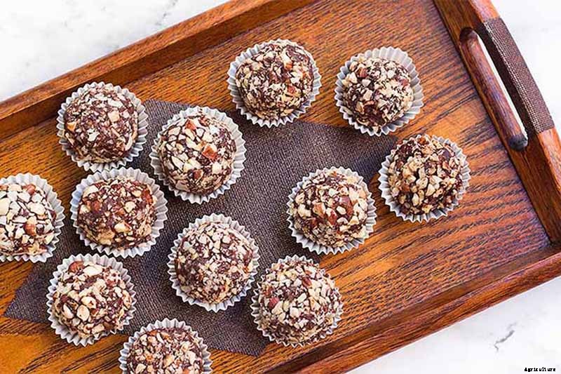 How to Grow Hazelnut Trees