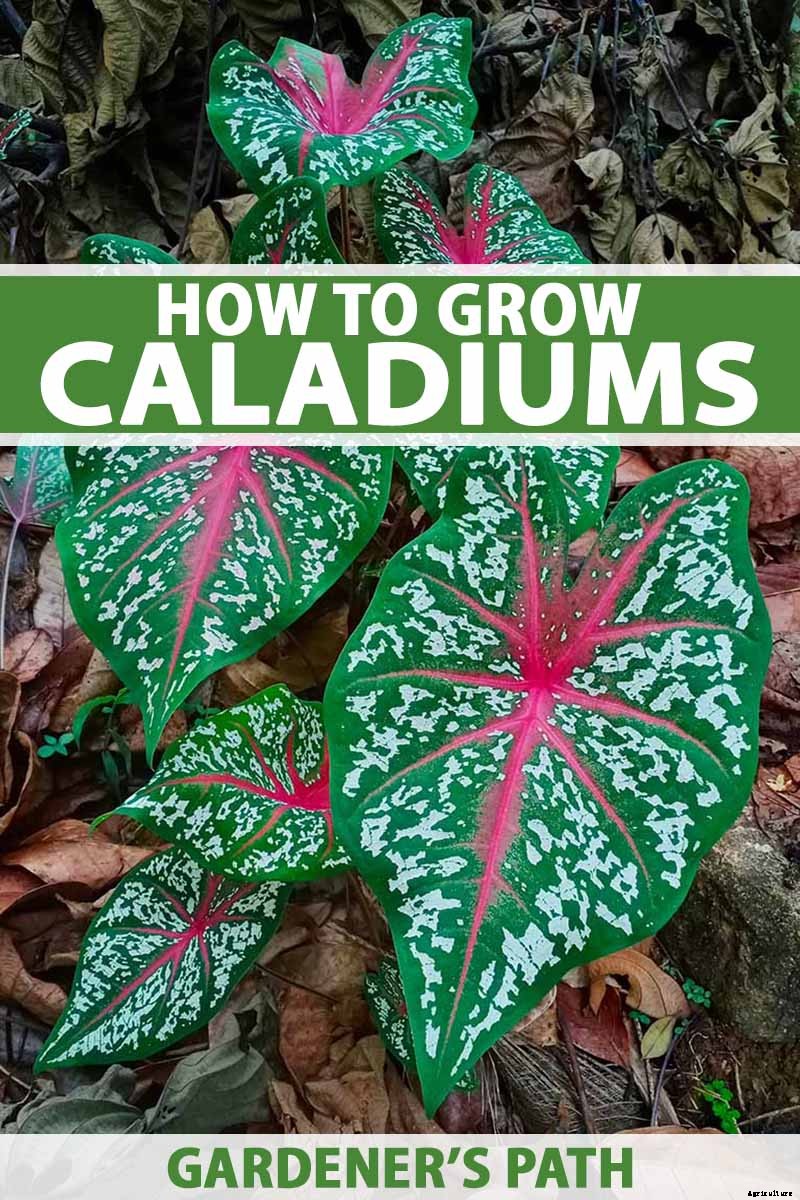 How to Grow Colorful Caladiums