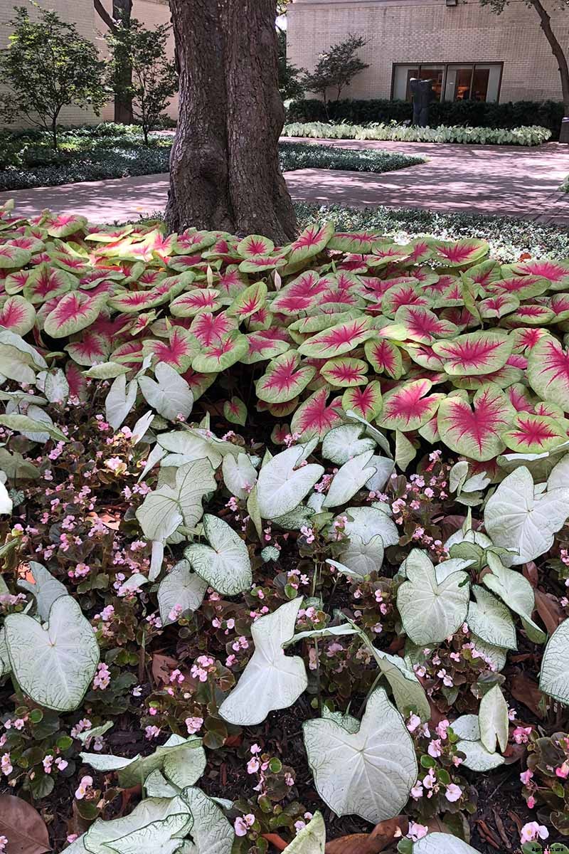 How to Grow Colorful Caladiums