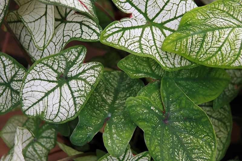 How to Grow Colorful Caladiums