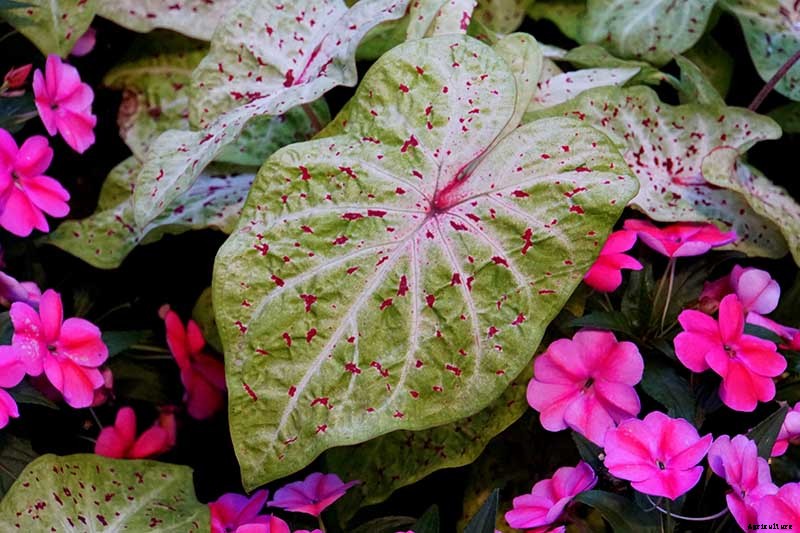 How to Grow Colorful Caladiums