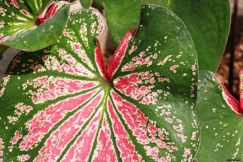 How to Grow Colorful Caladiums