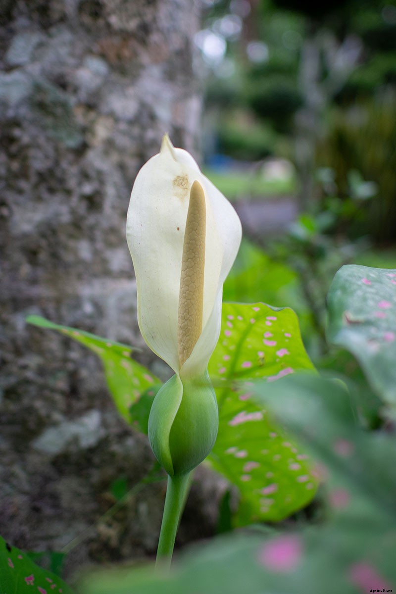 How to Grow Colorful Caladiums