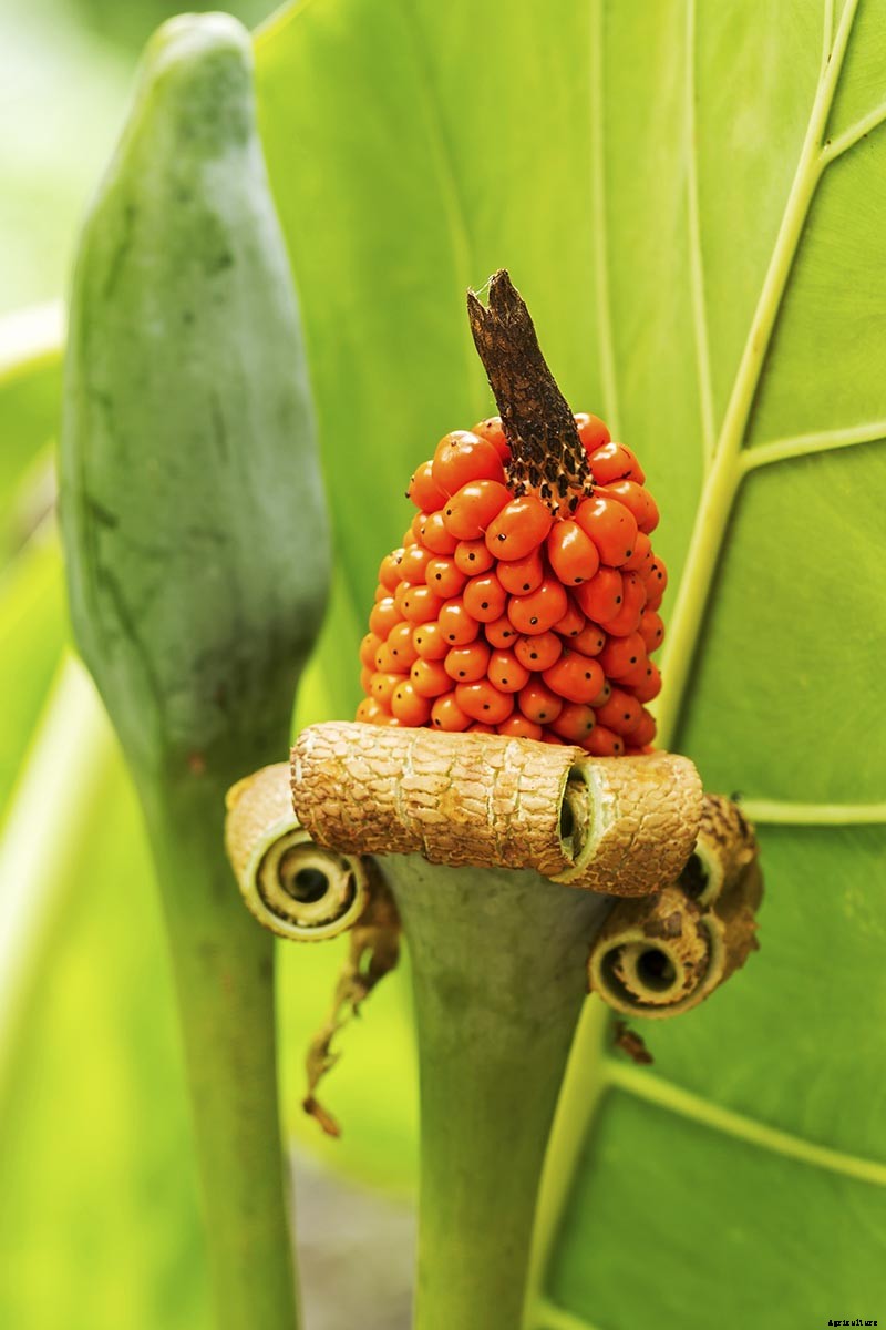 How to Grow Colorful Caladiums