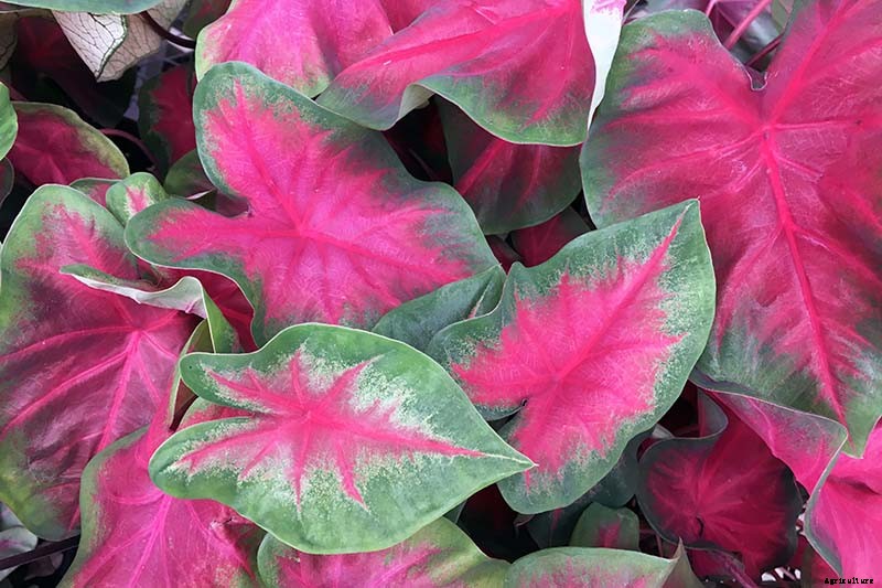 How to Grow Colorful Caladiums