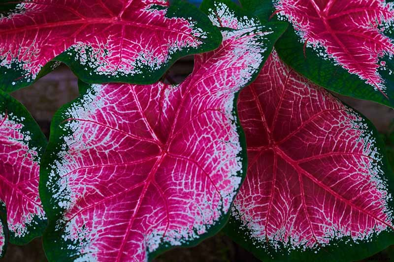 How to Grow Colorful Caladiums