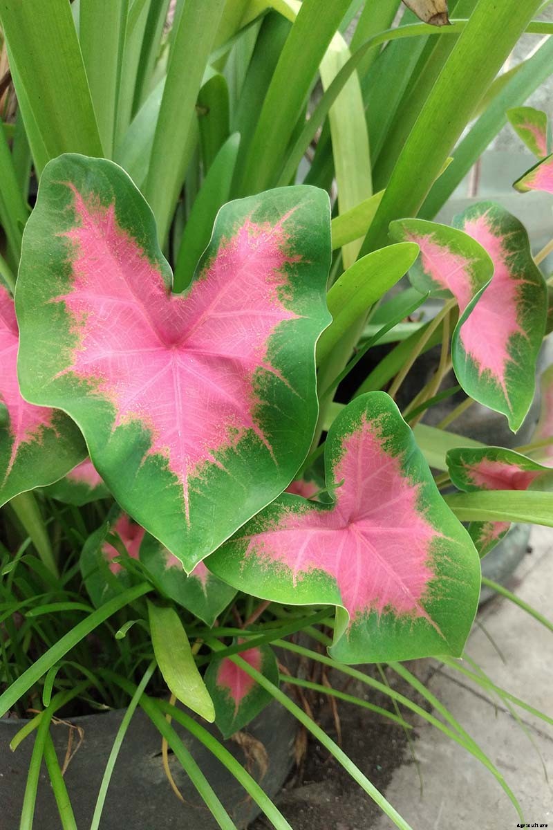 How to Grow Colorful Caladiums