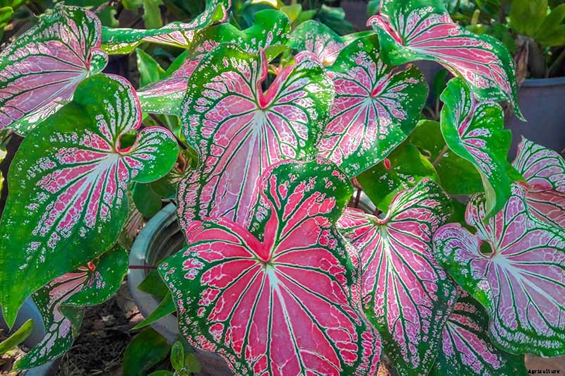 How to Grow Colorful Caladiums