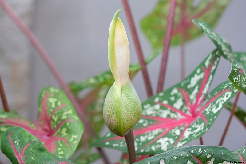 How to Grow Colorful Caladiums