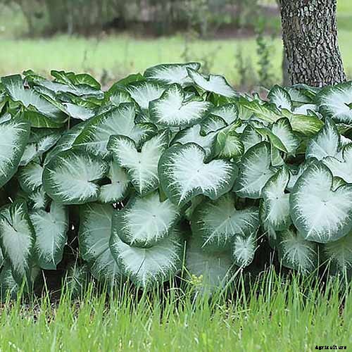 How to Grow Colorful Caladiums