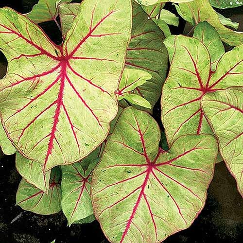 How to Grow Colorful Caladiums