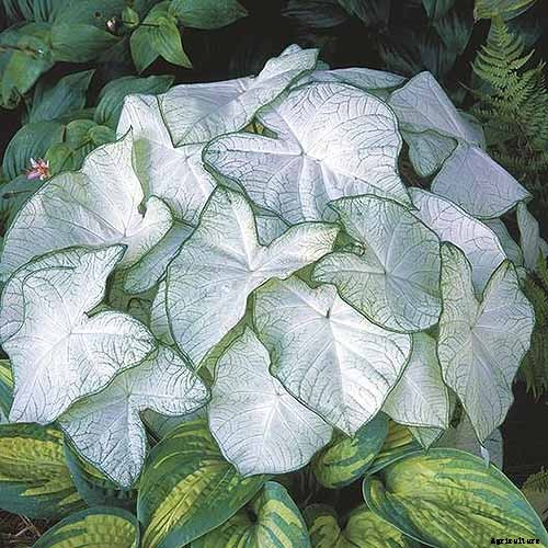 How to Grow Colorful Caladiums