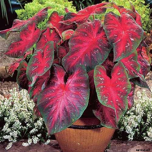How to Grow Colorful Caladiums