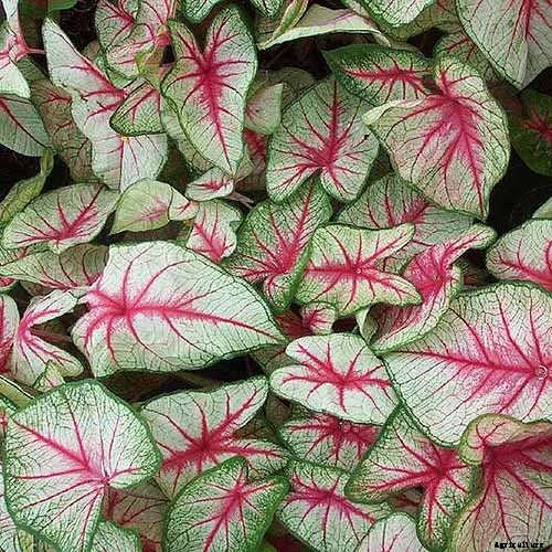 How to Grow Colorful Caladiums