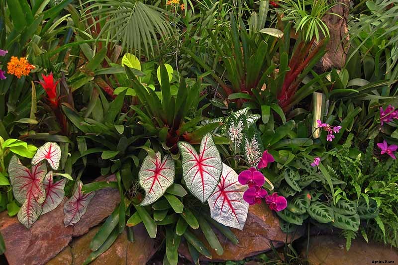 How to Grow Colorful Caladiums