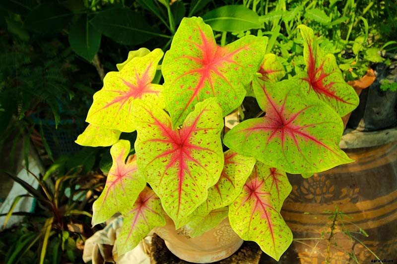 How to Grow Colorful Caladiums