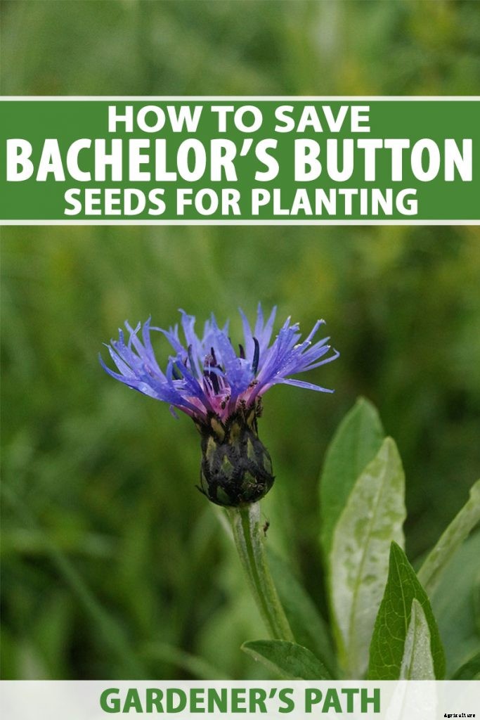 How to Save Bachelor’s Button Seeds for Planting