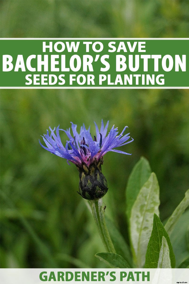 How to Save Bachelor’s Button Seeds for Planting