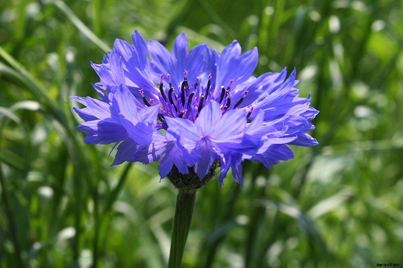 How to Save Bachelor’s Button Seeds for Planting