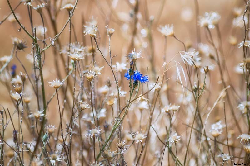 How to Save Bachelor’s Button Seeds for Planting