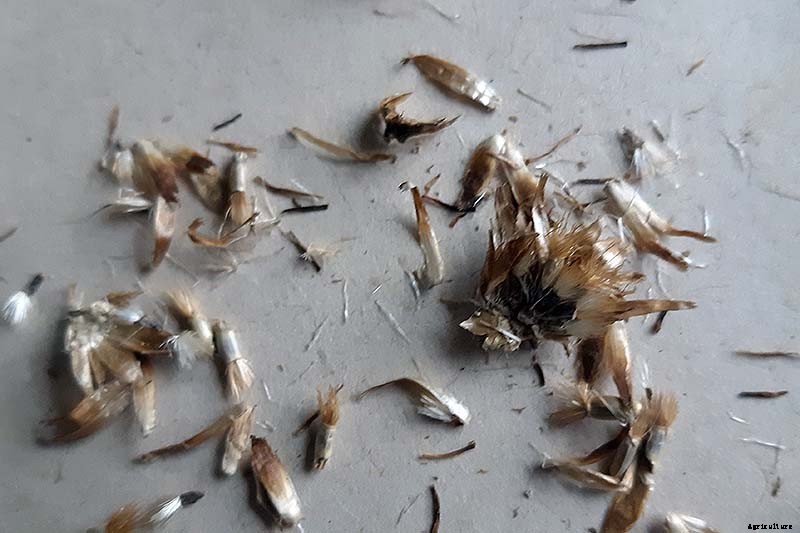 How to Save Bachelor’s Button Seeds for Planting