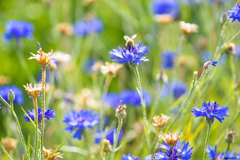 How to Save Bachelor’s Button Seeds for Planting