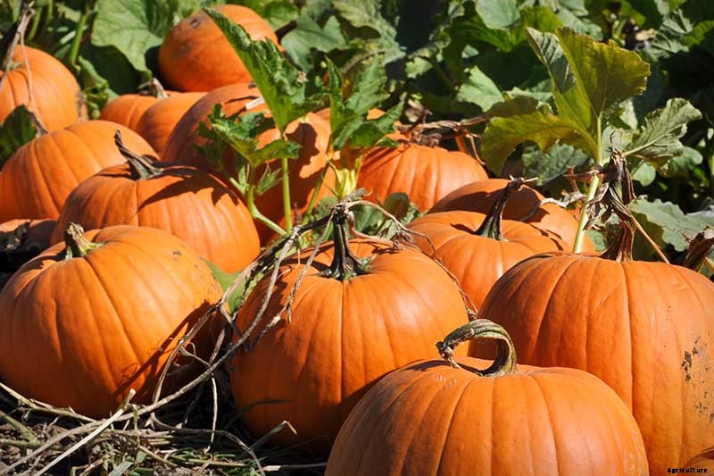 Nutrition and Health Benefits of Pumpkin Seeds