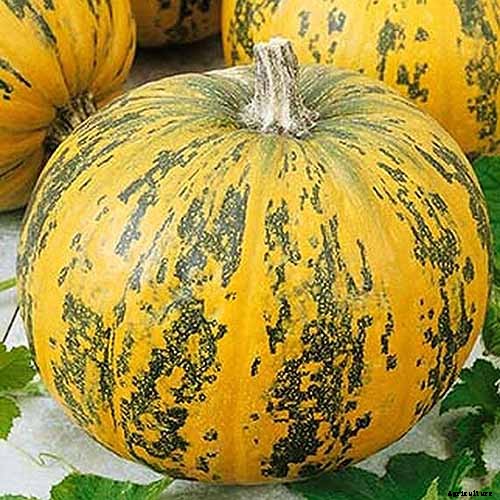 Nutrition and Health Benefits of Pumpkin Seeds