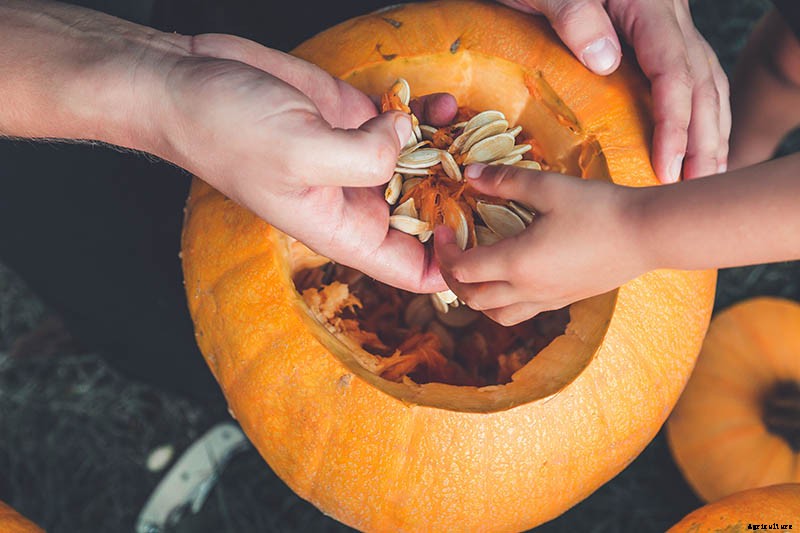 Nutrition and Health Benefits of Pumpkin Seeds