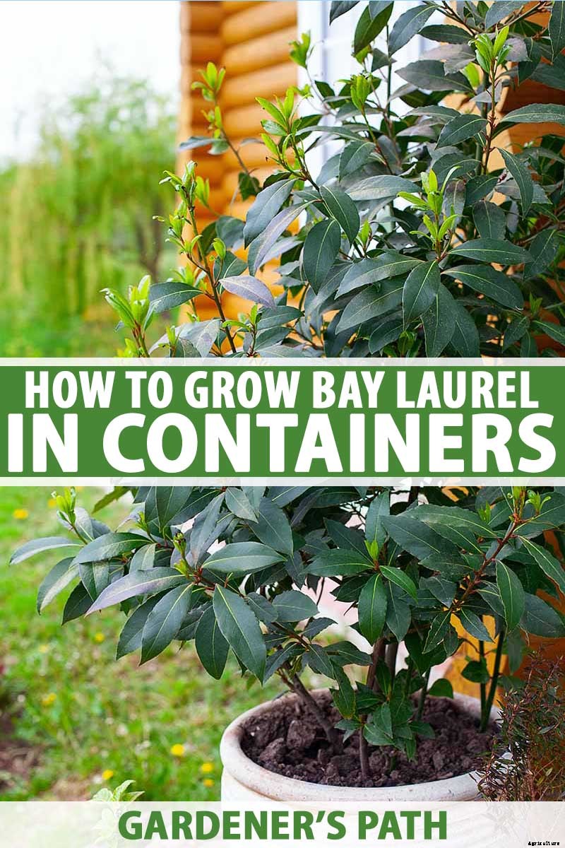 How to Grow Bay Laurel In Containers