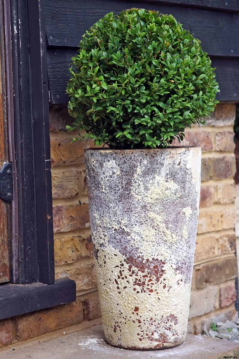 How to Grow Bay Laurel In Containers