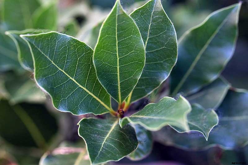 How to Grow Bay Laurel In Containers