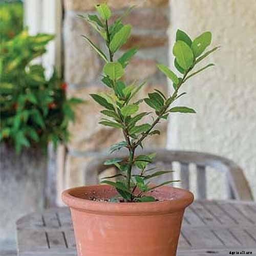 How to Grow Bay Laurel In Containers
