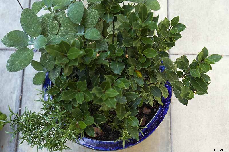 How to Grow Bay Laurel In Containers